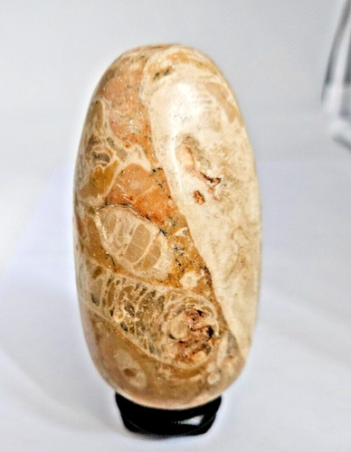 Oeuf pierre fossiles hauteur - pierre,