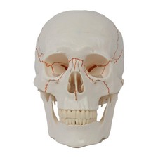 Modèle de crâne humain en
