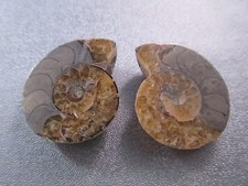 Pair of Madagascar Ammonite