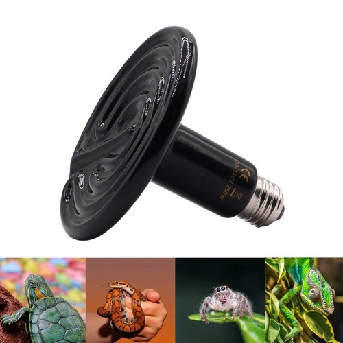 200 250 w lézards - w,