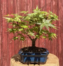 Bonsaï érable japon acer - bonsaÏ,