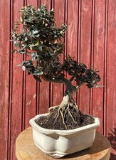 BONSAÏ MÉDITERRANÉEN