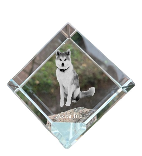 Akita inu - akita,