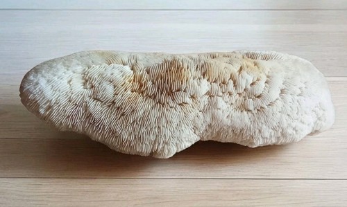 Ancien corail champignon