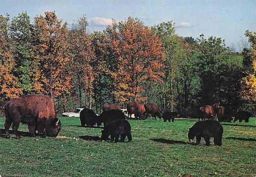 Peaugres safari parc haut - safari, du
