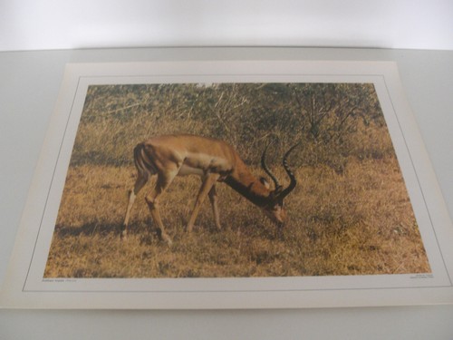 Ancienne planche affiche - ancienne,