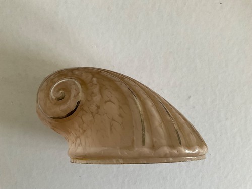 Rare tulipe forme - tulipe, coquillage