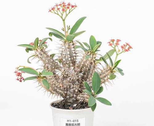 Pot 9cm rare cacti plant - cacti,