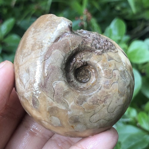 98gr amazing permian - permian, whole