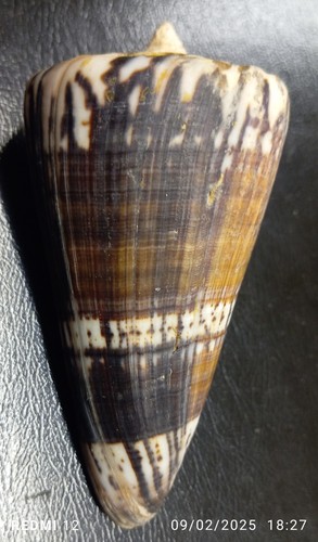 Conus - , (strategoconus)