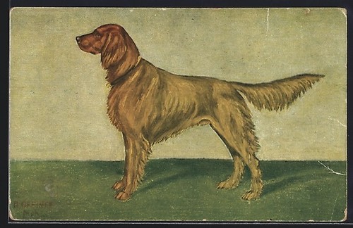 Carte postale chien chasse - postale,