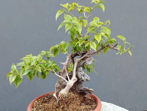 Bonsaï bougainvillier x - de,