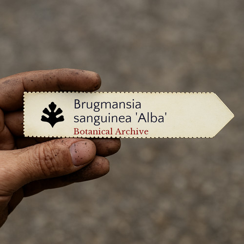 Brugmansia sanguinea alba - sanguinea, |