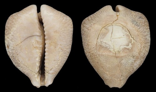 Coquillage fossile - , de