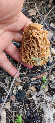 Kilogr morilles noires - 1,