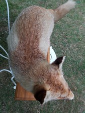 Renard/empaillé ancien/taxidermie/cabinet de curiosité/animaux/décor