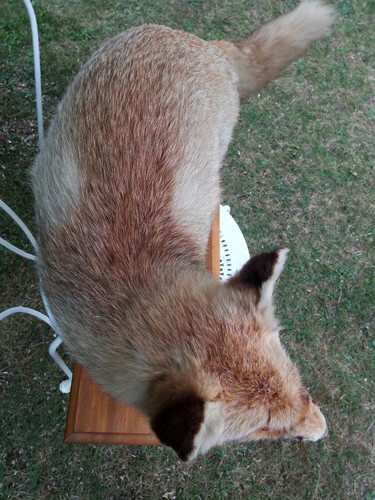 Renard/empaillé