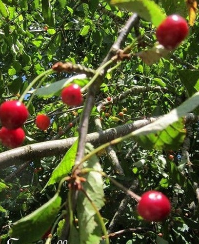 Cerisier merisier cerise - ♫,