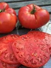 20 graines de tomate
