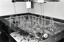 Photo de presse vintage Animaux Labs Vétérinaire Libec tirage