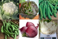 300 graines PLANTES DE POTAGER D'HIVER, CHOU-FLEUR OIGNON LAITUE FINOCCHIO PISEL