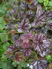 ♫ HEUCHERE 'Purple Métallisé' ♫ Graines ♫ Plante Mellifère, Ornementale Vivace ♫