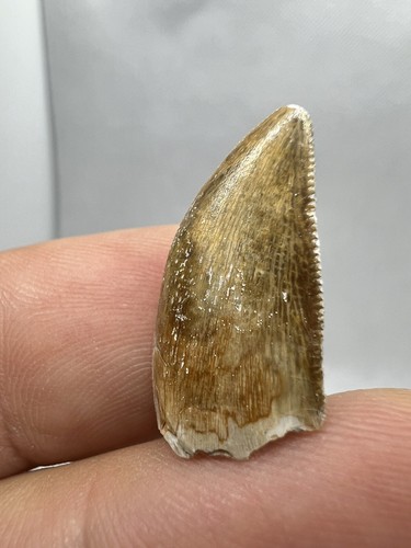 Very rare majungasaurus tooth - very,