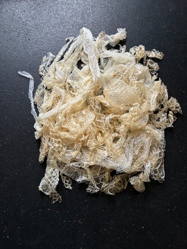 Albino burmese python shed - albino,