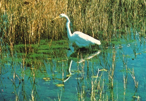 American egret one - one, many