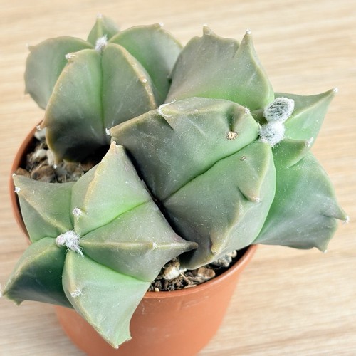 Astrophytum myriostigma nudum