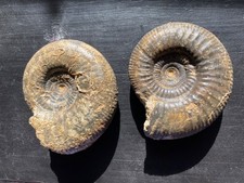 Lot 2 ammonites du Bathonien de la Nièvre - 58