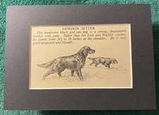 Gordon Setter - Custom Matted