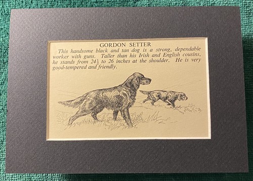 Gordon setter custom matted - setter,