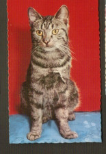 CHATS  carte postale  vintage