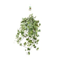 Plante suspendue lierre - ,