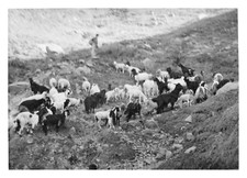 Inde, Banihal Pass, Troupeau