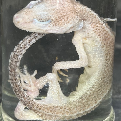 Spécimen humide reptile - spécimen,
