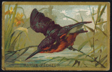 Chromo-Chicorée Arlatte(Cambrai)-Martin-pêcheur(alcyon)Faune-Db.29