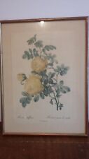 ANCIENNE GRAVURE ENCADREE DOREE PJ REDOUTE ROSA SULFUREA ROSIER JAUNE DE SOUFRE