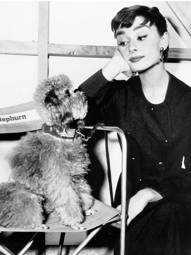 Photo audrey hepburn avec - photo, un