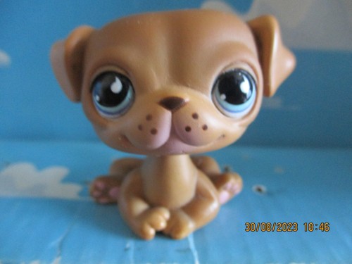 Petshop chien carlin - petshop,