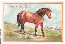 CAR-ADOP11-0891-CHROMOS - poney du shetland