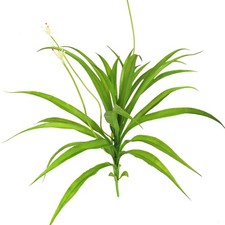 Cymbidium artificiel feuille