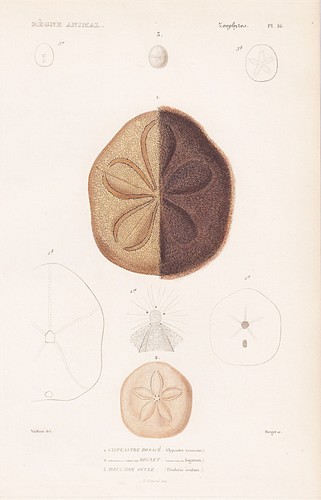 Oursin clypeaster rosaceus - oursin,