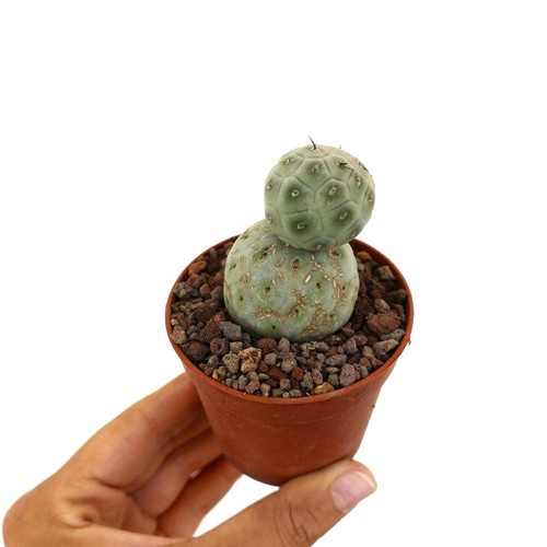 Tephrocactus geometricus two - geometricus,