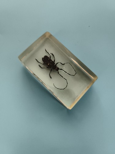 Bloc insecte naturalisé