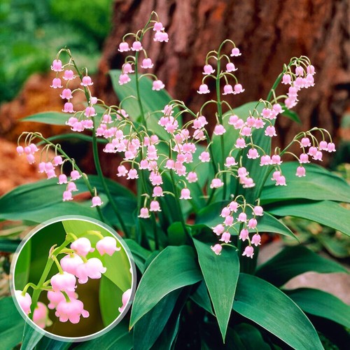 Muguet rose convallaria - rose,