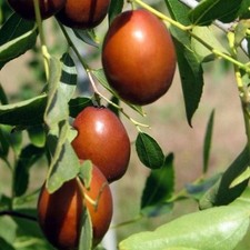 Plante fruitière jugiolo - fruitiÈre,