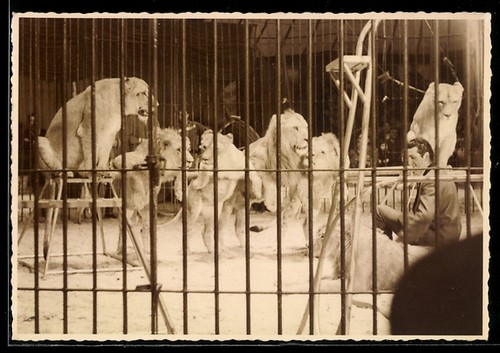 Carte postale photo lions - carte,