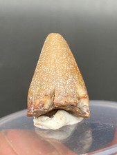 0.78'' / 2 cm Madagascar